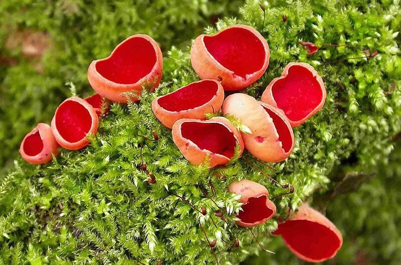 Гриби Саркосцифа (червоний ельфовий кухоль)