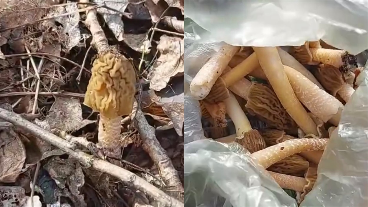 Гриби зморшки