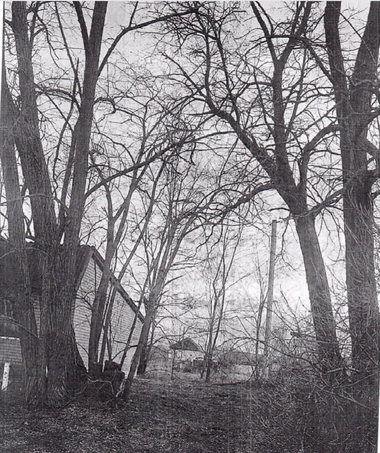 Дерева, які спилдяють в селі Вовчків 