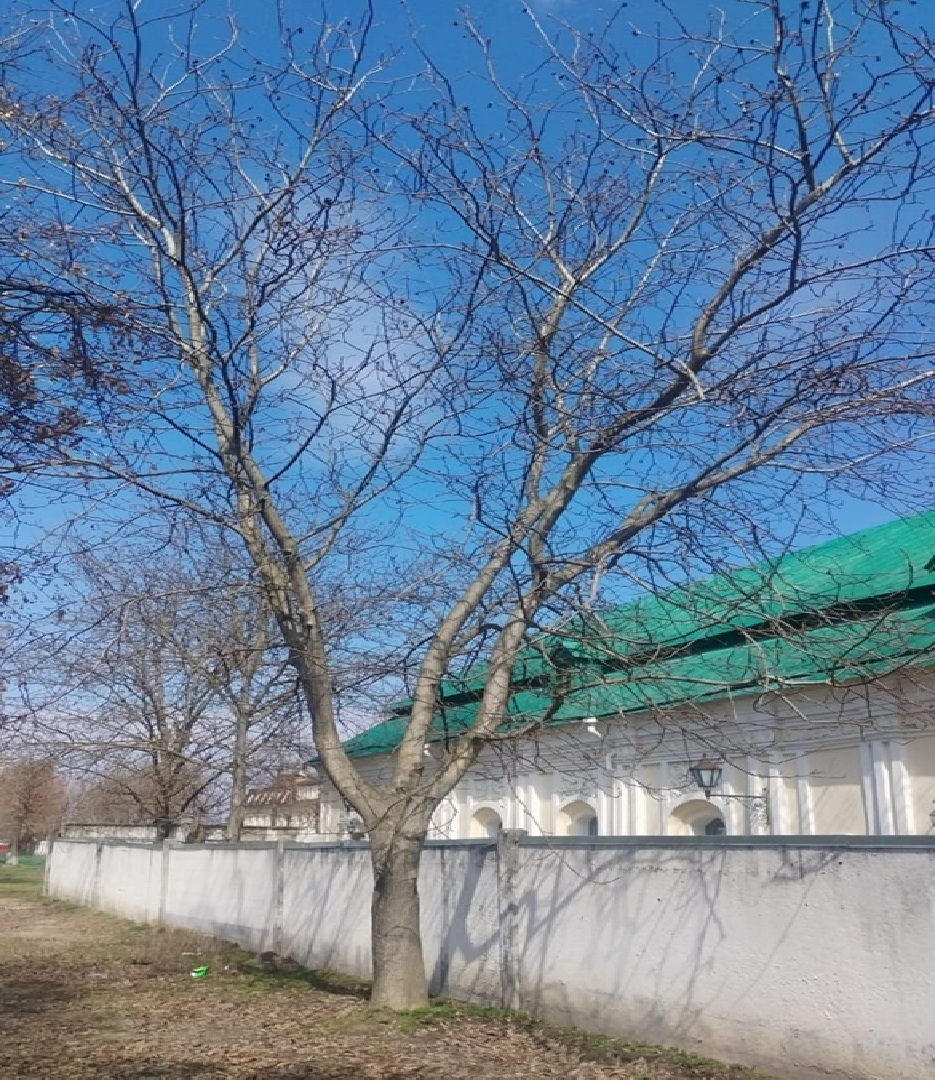 Горіх на вул. Г.Сковороди, 50 