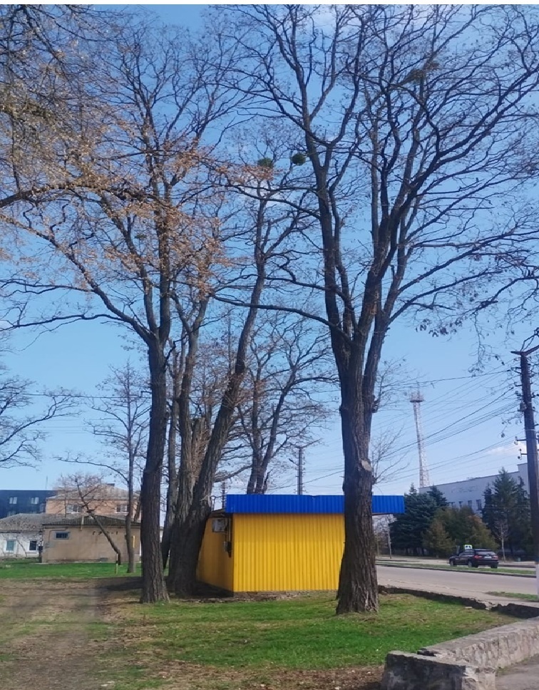 м. Переяслав, вул. Покровська, парк Шевченка
