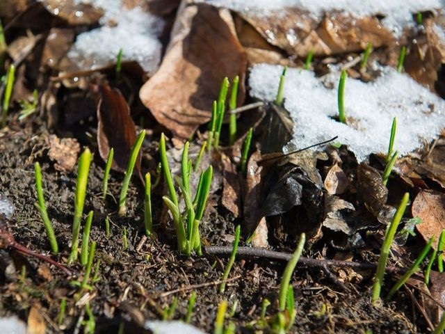 Черемша, цибуля ведмежа, часник ведмежий, левурда, леверда, дикий часник (Allium ursinum) в дикій природі є видом, що зникає!