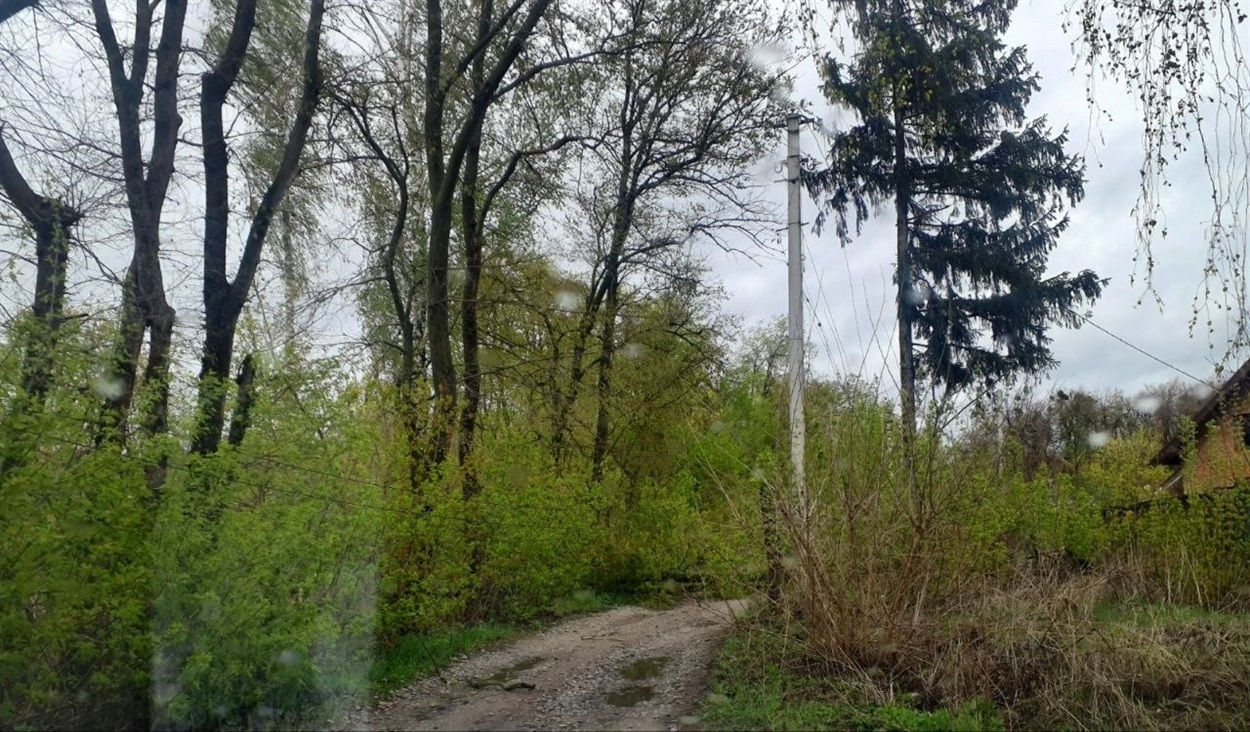 Буревій на Переяславщині повалив дерева і наробив шкоди: хроніка поліції