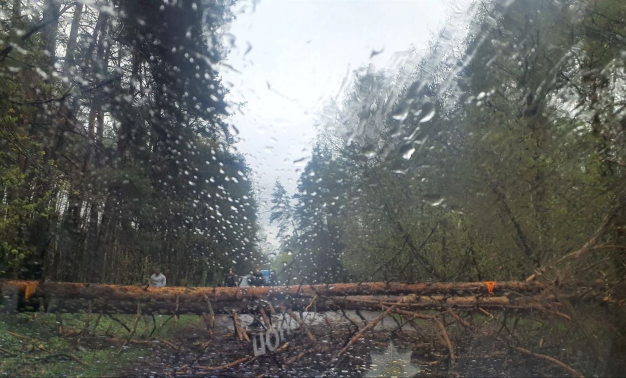 Буревій на Переяславщині повалив дерева і наробив шкоди: хроніка поліції