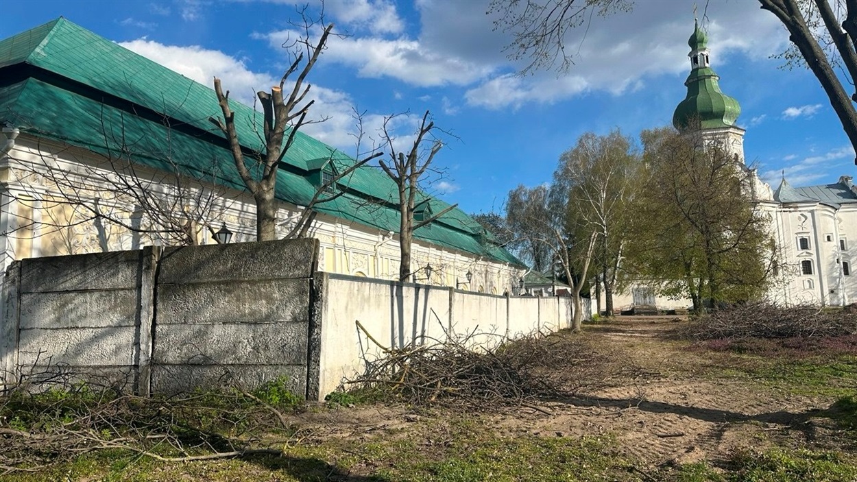 Горіхи біля музею на вул. Г.Сковороди, 50 ПІСЛЯ ОБРІЗКИ 