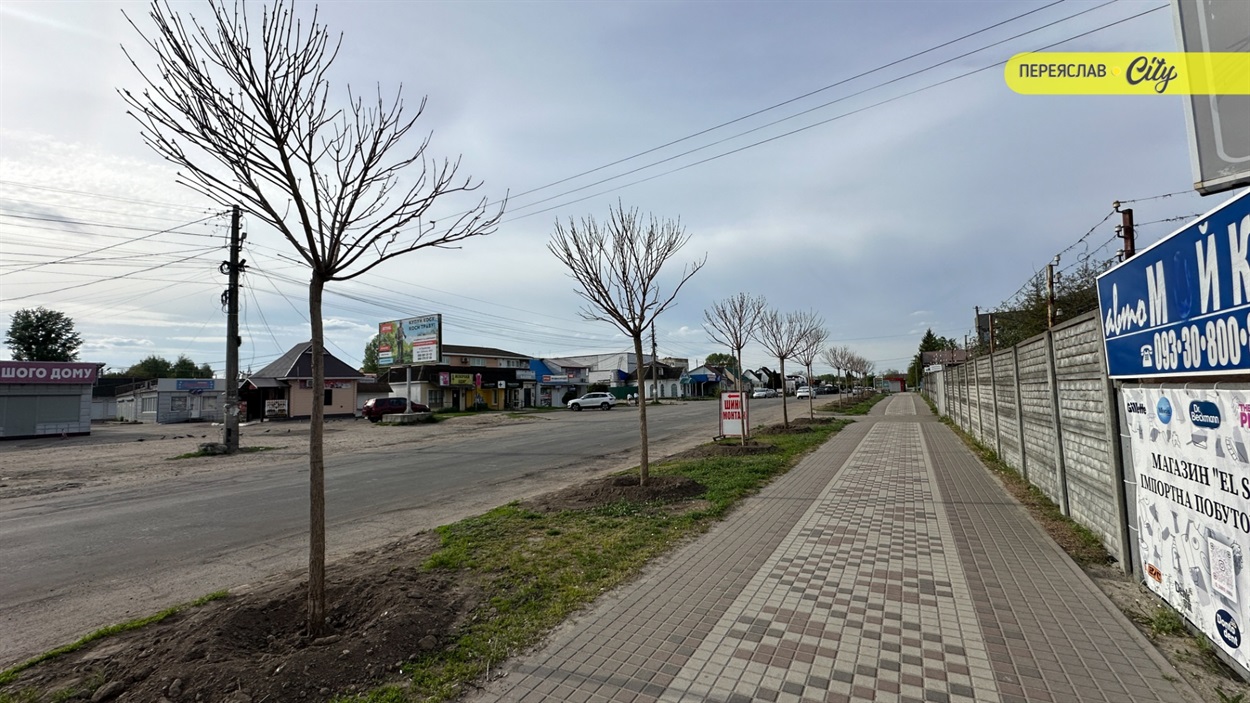 У Переяславі висадили шестиметрові іспанські платани по 20 тисяч за деревину, а ще катальпи і сакури
