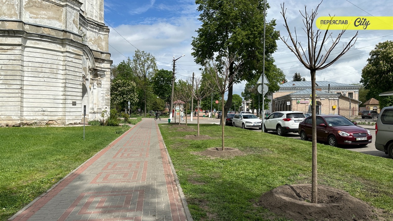 У Переяславі висадили шестиметрові іспанські платани по 20 тисяч за деревину, а ще катальпи і сакури