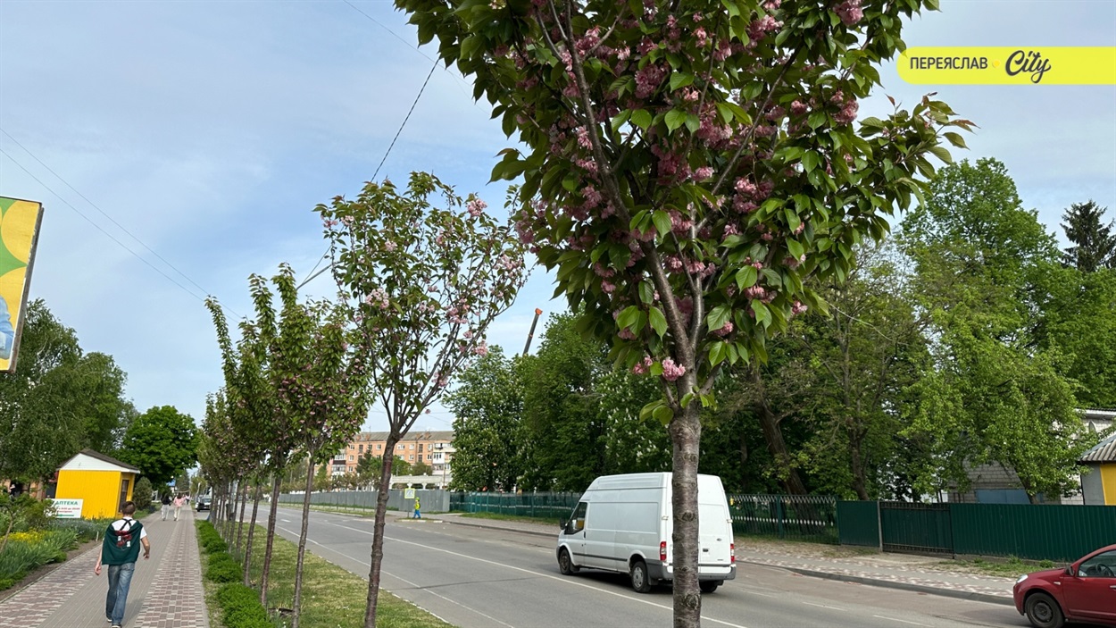 У Переяславі висадили шестиметрові іспанські платани по 20 тисяч за деревину, а ще катальпи і сакури