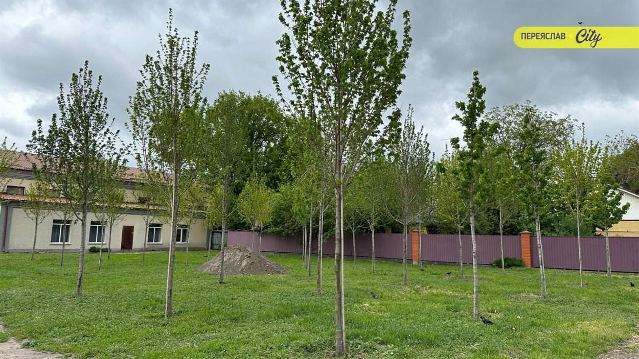 У Переяславі висадили шестиметрові іспанські платани по 20 тисяч за деревину, а ще катальпи і сакури