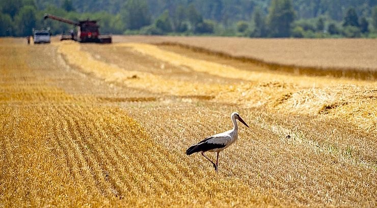     Виробництво зерна у світі скоротиться