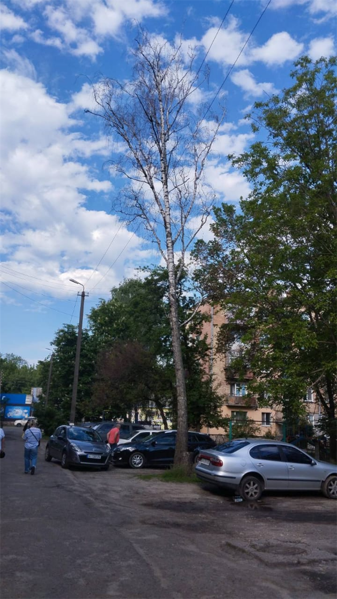 Дерево по вул. Івана Мазепи 1719