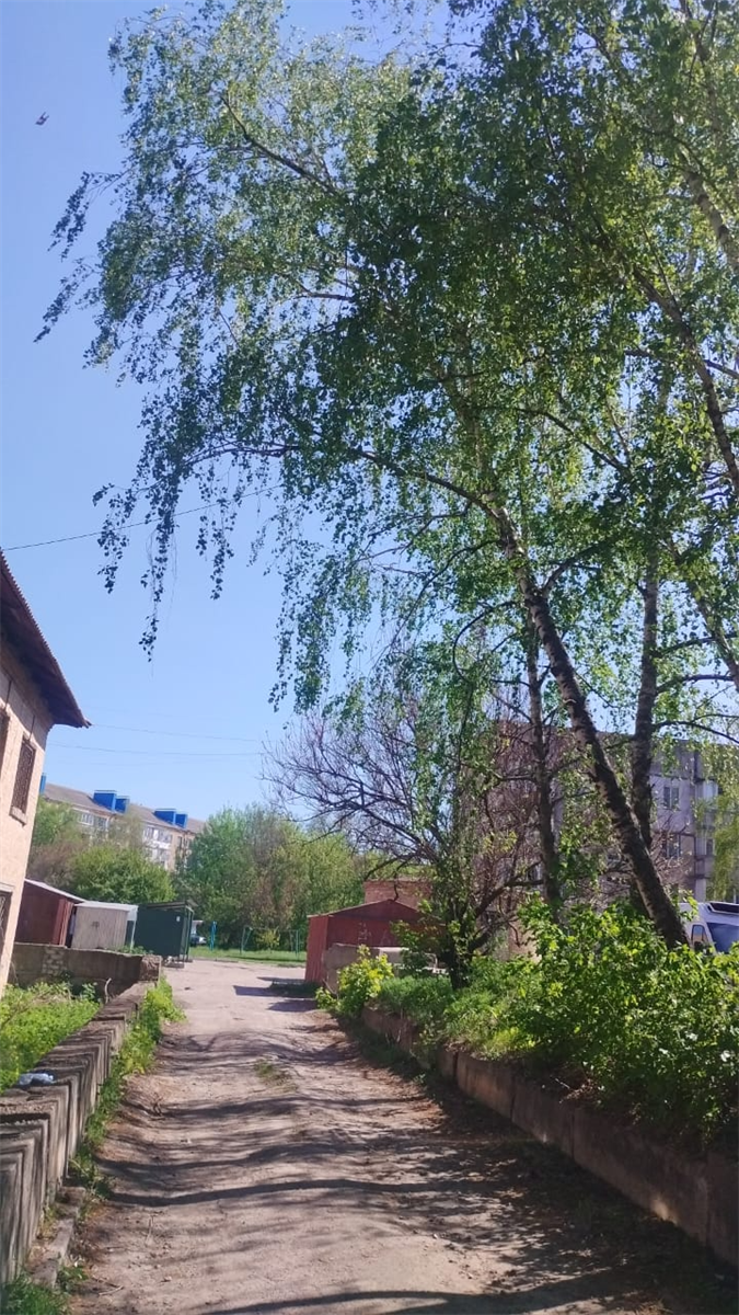 Дерево по вул. Альтицька 2