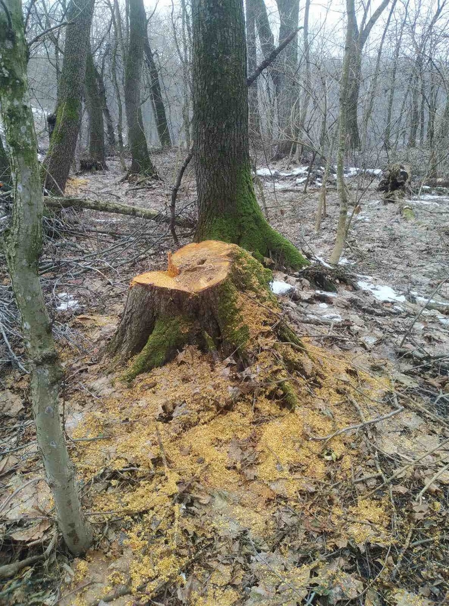 Сліди рубки дерев у заповідному Ташанському парку
