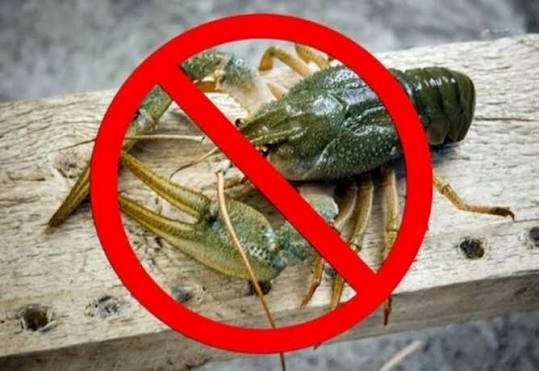 З 15 серпня на Київщині заборонили ловити раків