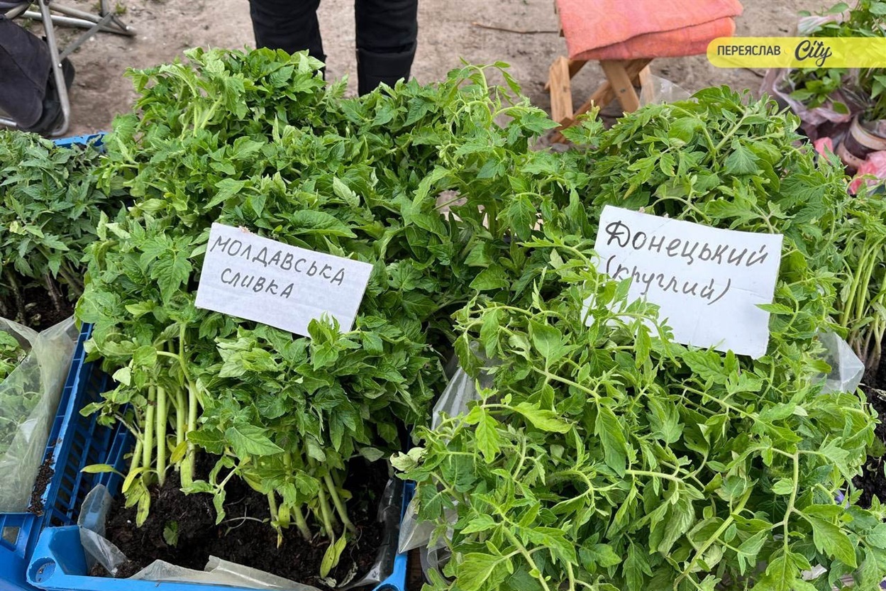 На базарі в Переяславі розсаду помідорів продають по 50-80 гривень, а капусту і перець по 70