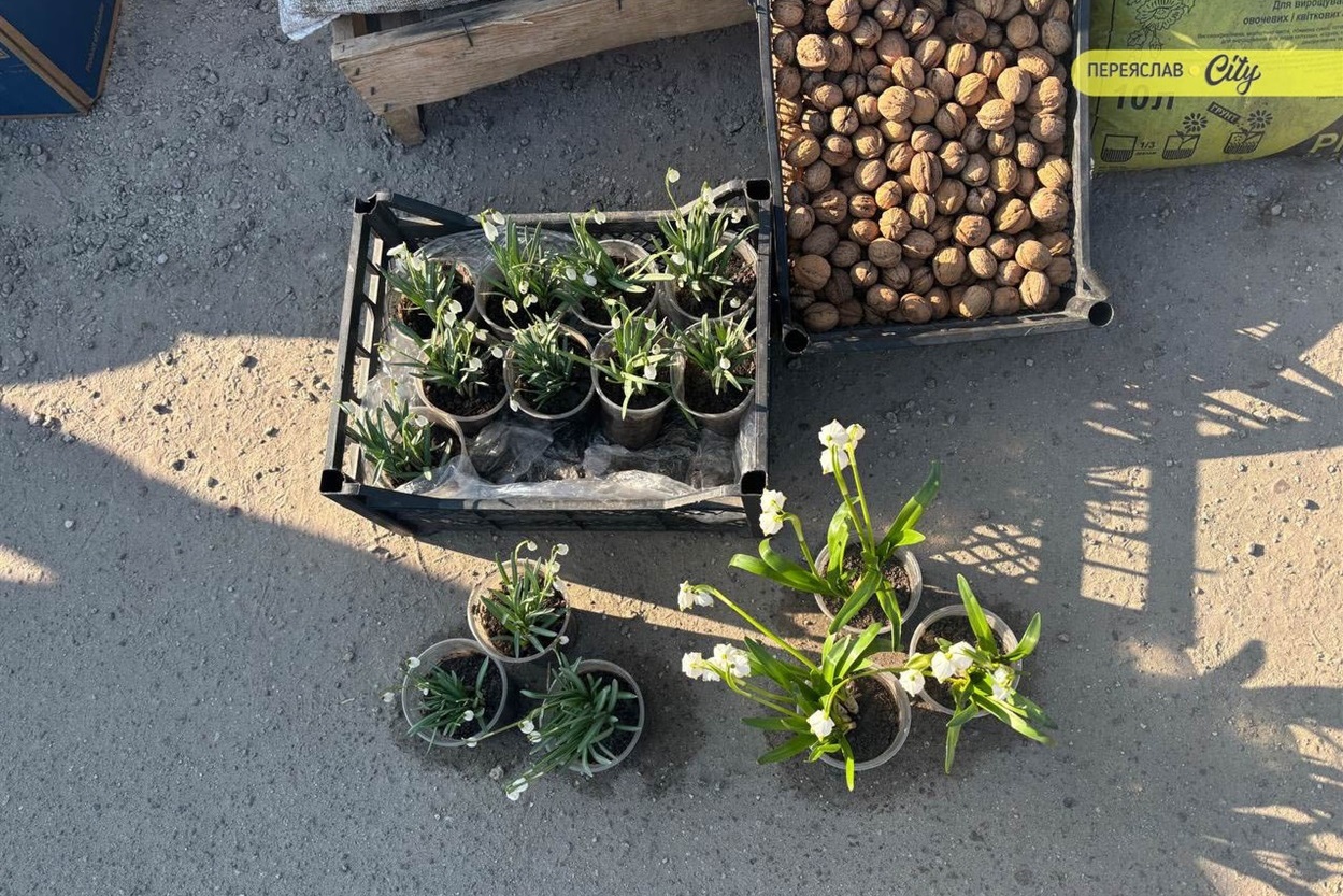 У Переяславі на базарі на 50 гривень подорожчав свинячий ошийок