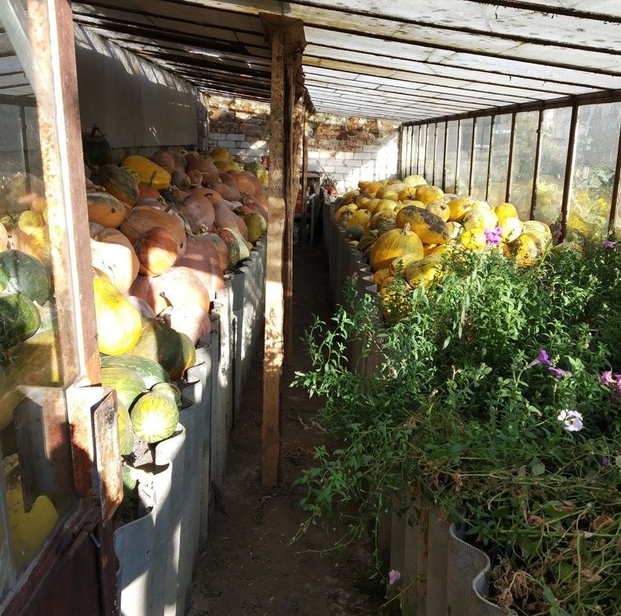 Перша теплиця Анатолія, де взимку зберігаються гарбузи