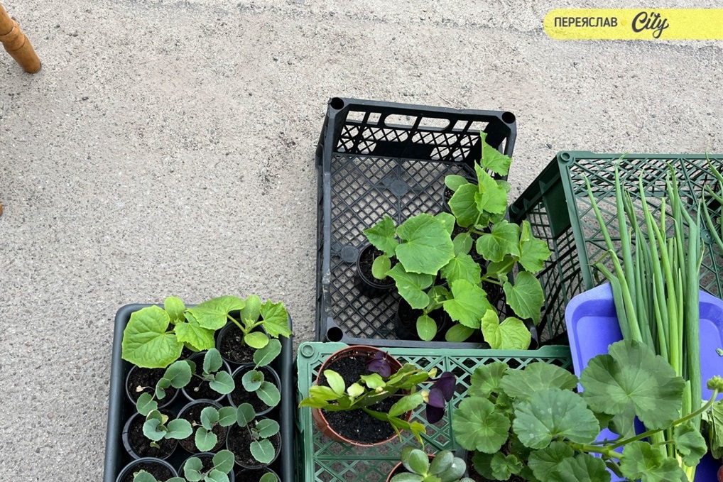 На базарі у Переяславі почали продавати розсаду огірків – по 25 гривень за рослину