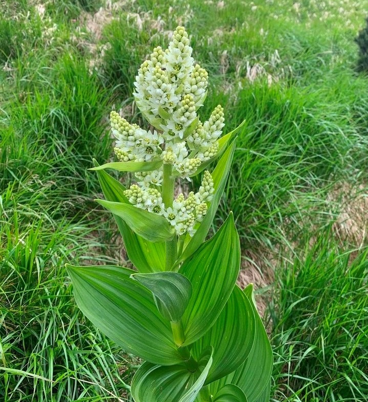 Чемериця має щільніше, грубіше листя з добре помітними паралельними жилками