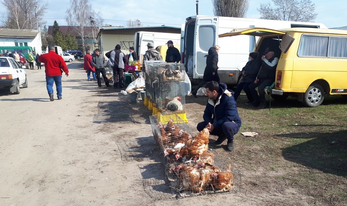 Молоді кури