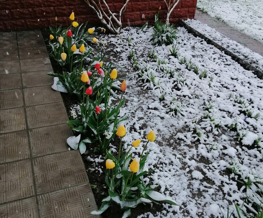 Квітник присипало снігом